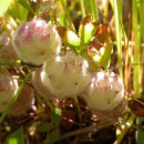 털공토끼풀 [털공클로버, 울리클로버, Wooly clover (Trifolium tomentosum)] 이미지