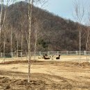 [경기도 가평양떼목장] 3살 아이와 겨울나들이! 동물먹이주기체험과 카페음료 솔직후기(양 앞발에 맞은 썰)