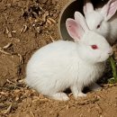 화천농장 이미지