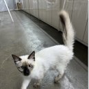 네코스토리(인천 청라점) 강아지 고양이 무료 보호 무료 입양 이미지