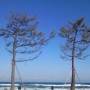 바다와소나무 이미지