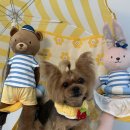 루이앤코코 이미지