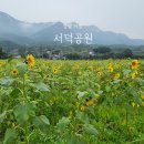 서덕들 화장실 | 거창 가볼만한곳 서덕공원 해바라기 비가 와서 망했다.