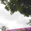 2025 산리오X올리브영 CUTIE RUN 큐티런 완주 후기