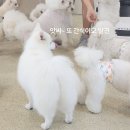 율하유치원 | 김해 율하 실내 애견카페 브리앙뜨 다녀왔어요/솔직후기