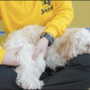 옐레드애견유치원&애견호텔동탄예당점