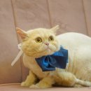 고양이 생활 호텔 네이버블로그