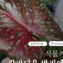 너는내식물 네이버블로그