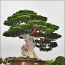 아름다운 선물 이미지