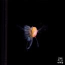 골든글라스 이미지