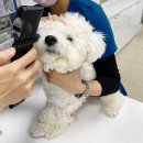 24시 아프리카동물병원 이미지