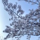 신석체육공원 입구 | 인천 숨은 명소 활짝 개화 ! 신석체육공원 벚꽃 피크닉