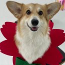 놀러오개 송파점 이미지