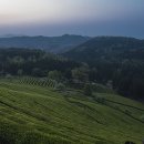 보성의 녹차밭의 일출.. 초암산의 철쭉을 보다.