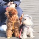 <b>코코</b>/<b>바비</b> 아빠입니다.우리집 COCO(토이푸들)가 신랑감...