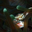 Spotted Porcelain Crab 이미지