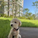 도브리댕 이미지