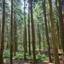 서윤의숲길 이미지