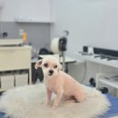 난이꾸꾸 애견미용실 | N년째 이용 중인 쌍문동 애견미용 '행복한 애견미용실'내돈 내산 후기/알감자컷/스트레스 없는 강아지 미용