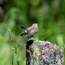 몽골의 새82 - Taiga Flycatcher(흰꼬리딱새) 이미지