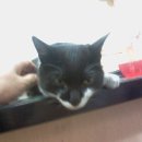 망원초교 이미지