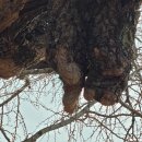 의령 세간리 은행나무 이미지