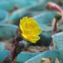 산유화농장 이미지