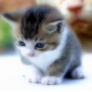 낭만고양이 - 북구 화암1길 34 | 낭만고양이