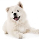 수원시 팔달구 중부대로183번길 | 강아지 훈련 방식 비교하며 체험한 수원 팔달구 애견분양샵 방문기