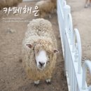 양산 동물먹이 주기 체험 / 아이랑 가볼만한곳 카페해운