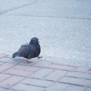 갠지스 사우나 이미지