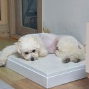 뛰뛰 강아지 놀이터 이미지