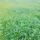 양양늘솔길 이미지