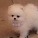 몽냥몽냥 강아지분양 일산점 이미지