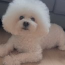 로고스 동물병원 네이버블로그