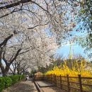 보문정 | 경주 벚꽃 보문정 명소 실시간 후기