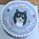 오 마이 리틀베이비 | 망원 합정 강아지 케이크 오마이리틀베이비 aka 오리베 주문 후기