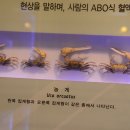 농게 이미지