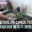 올리브나무 화분 키우기 가지치기 물주기 삽목 팁 이미지