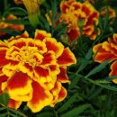 함양액즙 이미지