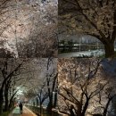 장안1제방 | 동대문구 장안벚꽃길 vs 성동구 송정벚꽃길 중랑천 축제 (4/3방문 후기)