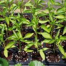 고추연구소농장 이미지