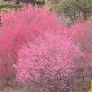 대영농원 이미지