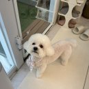 토토펫살롱 | 비숑미용 주기와 겁많은 강아지 케어방법 귀툭튀 스포팅 미용 후기