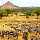 세렝게티 이미지