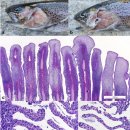 무지개송어의 Flavobacterium 이미지