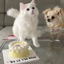 댕댕파티 | 양천구 강아지케이크 수제간식 어화댕댕 생일케이크 내돈내산