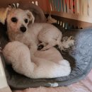 목감시티동물병원 | 목감시티동물병원에서 강아지 위생미용했다 (비용,관리,예약방법)