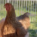 관상농장 이미지