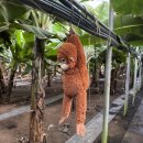 유진농장 | 제주도 서귀포 가볼만한곳 중심으로 다녀온 제주가족여행코스 후기